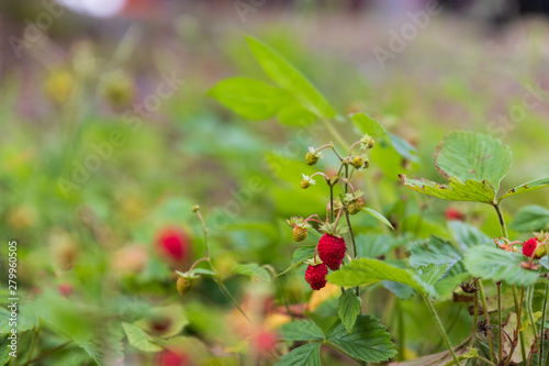 Wild strawberries / wood strawberries on a small bush.