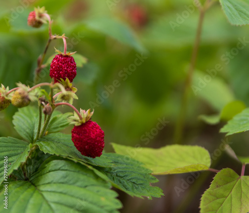 Close up of wild strawberries / wood strawberries on a small bush in a forest. 