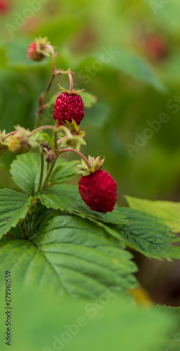 Close up of wild strawberries / wood strawberries on a small bush in a forest. 