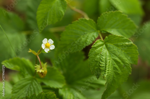 Close up of a flower on a wild strawberry / wood strawberry bush. 
