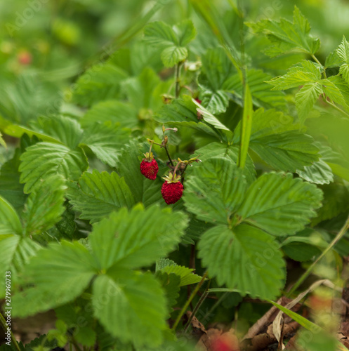 Wild strawberries on a small bush in a forest during summer. Also called wood strawberries. 
