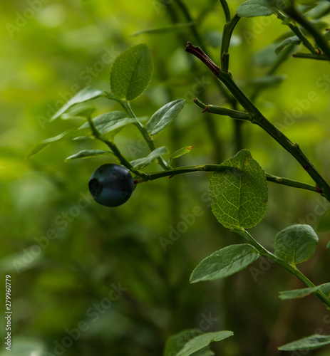 Isolated single blueberry on a small bush in a forest with shallow depth of field.
