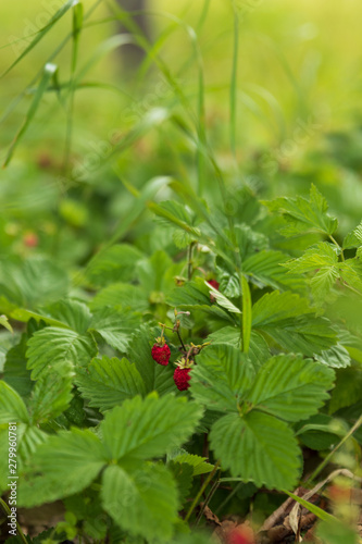 Wild strawberries on a small bush in a forest during summer. Also called wood strawberries. 