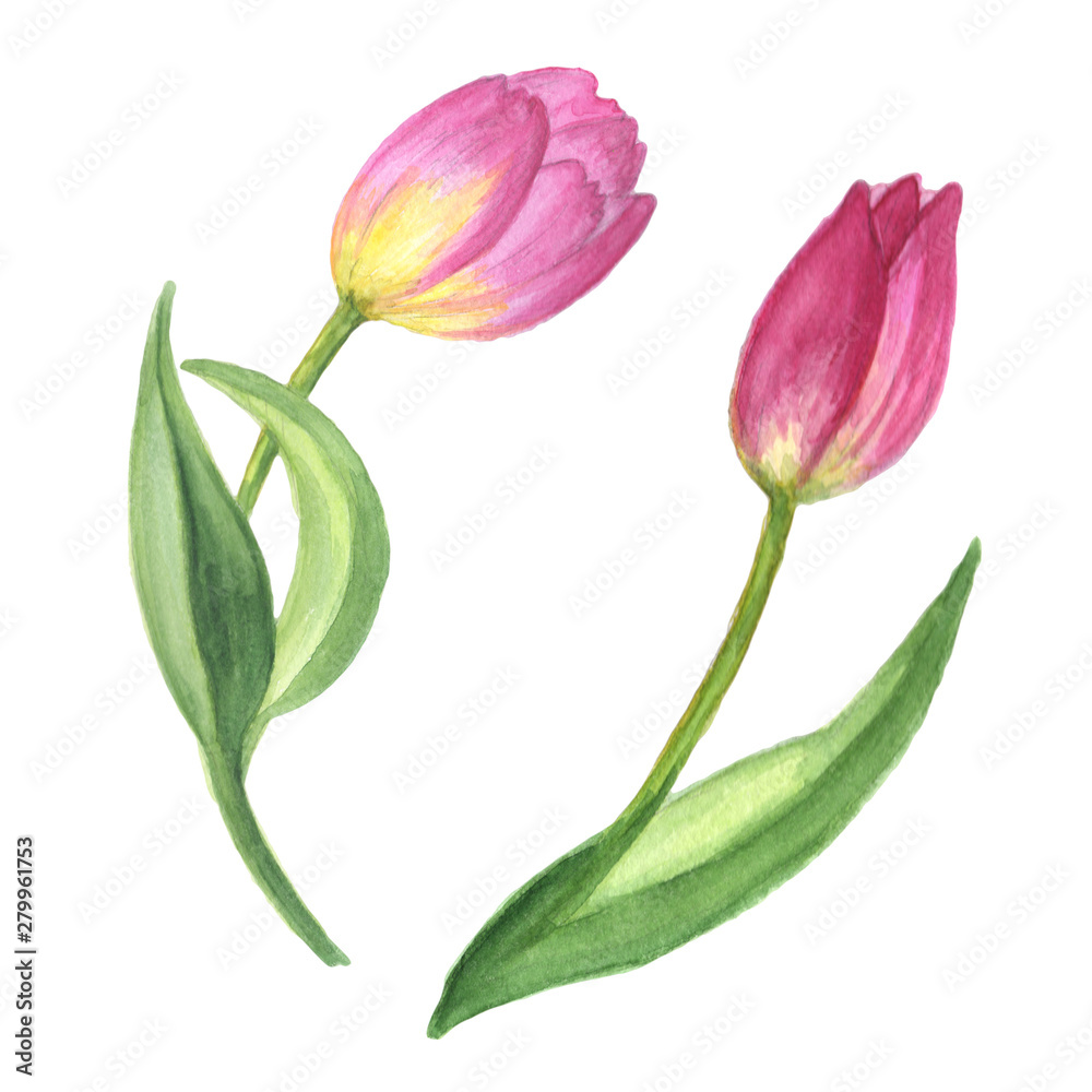 Obraz premium Purple tulip floral botanical flower. Watercolor background illustration set. Isolated flowers illustration element.