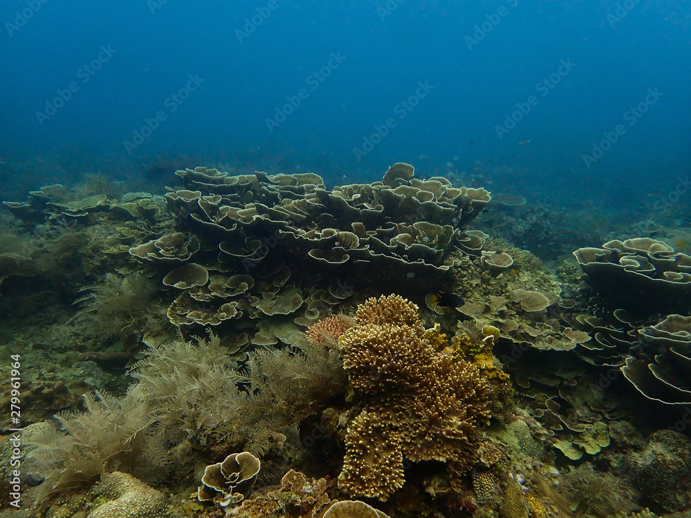Fototapeta premium Beautiful coral found at coral reef area at tioman island, Malaysia