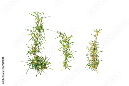 Grass isolated on white background