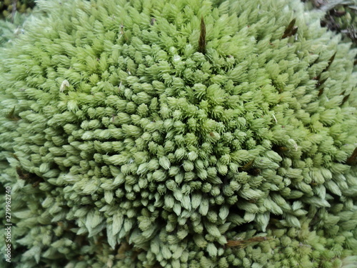 pioneer moss plants thrive in cold air © ARIS PANDA