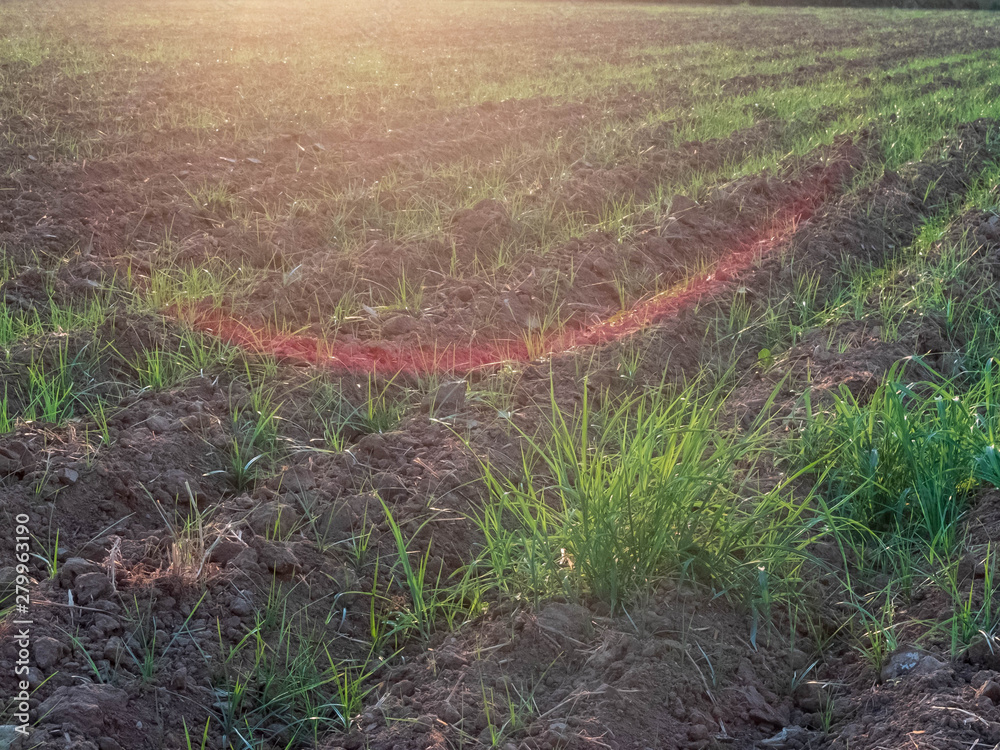 Furrows and young sprouts of wheat in the agricultural field Furrows and young sprouts of wheat in the agricultural field