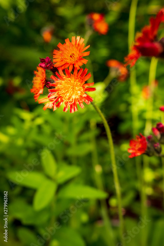 A blooming Indian Paintbrush