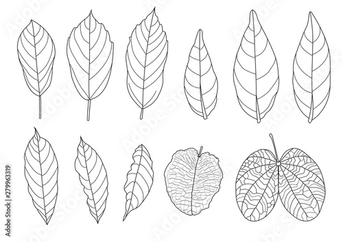 Leaves line single leaf and leaf pattern black Bring to color decorate on white background illustration vector © nantana