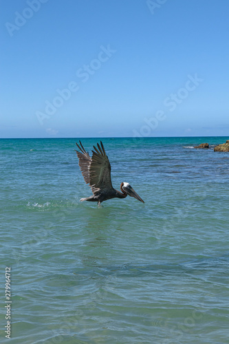 Pelican at the beach © CreativeZoey