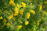 Yellow blooms of Teline osmariensis