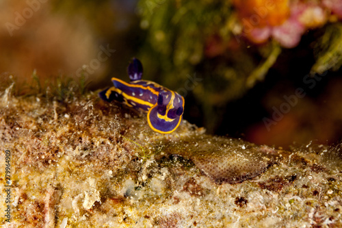 Hypselodoris fontandraui, Felimare fontandraui, is a species of colourful dorid nudibranch, a type of sea slug, in the family Chromodorididae photo