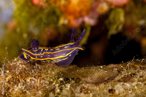 Hypselodoris fontandraui, Felimare fontandraui, is a species of colourful dorid nudibranch, a type of sea slug, in the family Chromodorididae