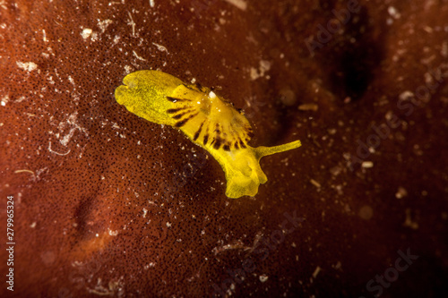 yellow umbrella slug, yellow tylodina, is a species of sea snail Tylodina perversa photo