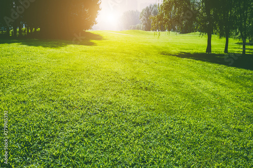 Lawn and trees in the park
