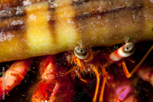 Red Hermit Crab, Dardanus calidus is a species of hermit crab from the East Atlantic (Portugal to Senegal) and Mediterranean Sea photo