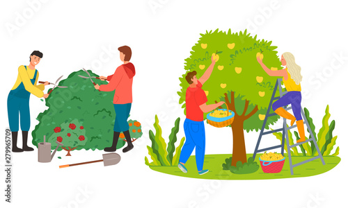Man and woman working in garden vector, people trimming bushes of roses. Picking yellow pears, farming personage harvesting season summertime works