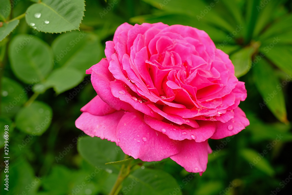 Pink Rose flower with raindrops on background green foliage in garden on summer day Pink Rose flower with raindrops on background green foliage in garden on summer day