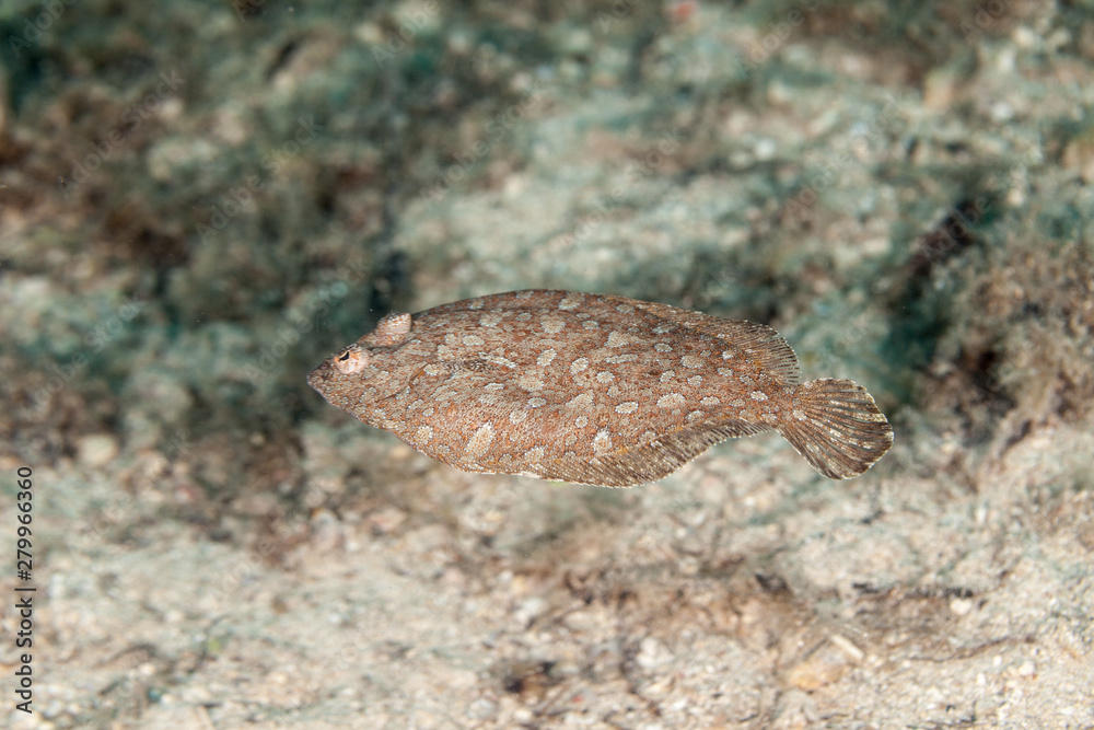 Flatfish are asymmetrical, with both eyes lying on the same side of the head