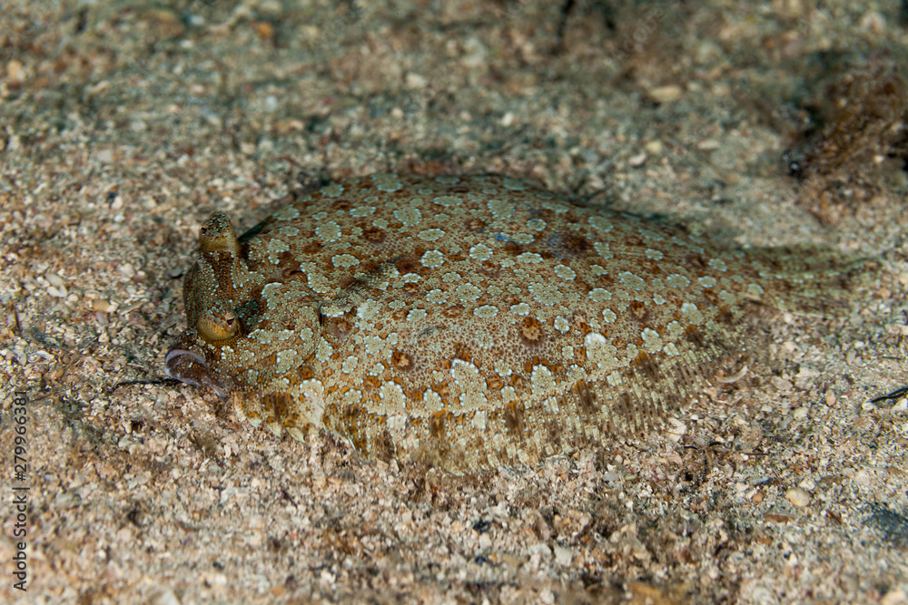 Flatfish are asymmetrical, with both eyes lying on the same side of the head