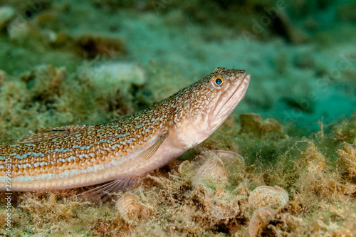 The Atlantic lizardfish  Synodus saurus  is a species of lizardfish that primarily lives in the Eastern Atlantic