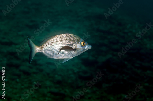 The sargo or white seabream, Diplodus sargus is a species of seabream photo