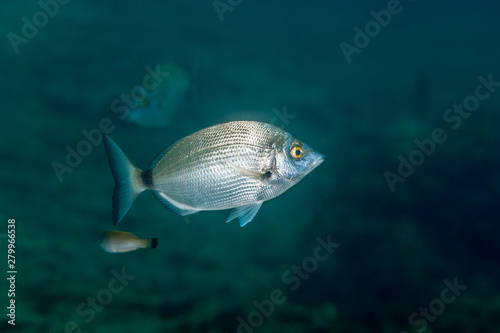 The sargo or white seabream, Diplodus sargus is a species of seabream