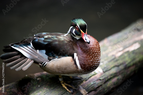 duck on a log close up