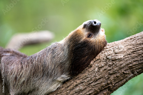 sloth lies on a tree