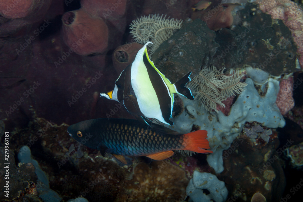 Obraz premium Moorish idol, Zanclus cornutus