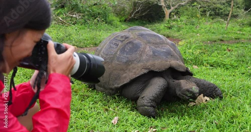 Wildlife videographer and tourist on Galapagos Islands videographing Giant Tortoise. Animals wildlife funny video of tortoise in the highlands, Santa Cruz Island, Galapagos, Ecuador, South America photo