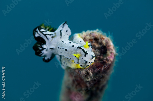 Notodoris serenae is a species of sea slug. It is a dorid nudibranch, a shell-less marine gastropod mollusc in the family Aegiridae photo