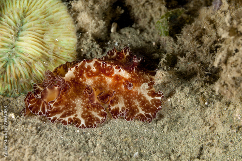 Sea slug, Discodoris boholiensis,known commonly as the Bohol discodoris