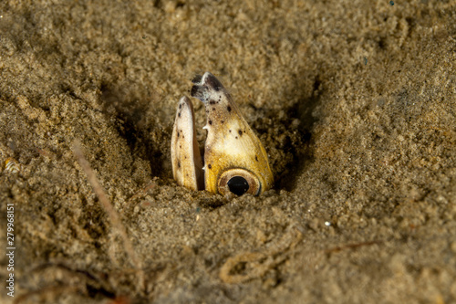 Highfin snake eel, Ophichthus altipennis