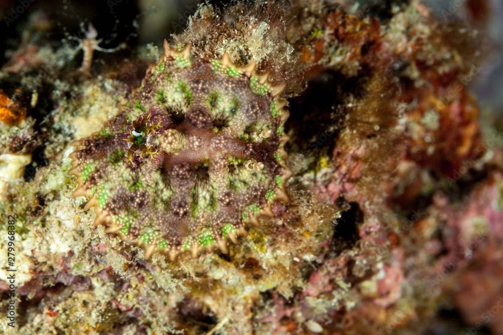 Ceratosoma miamiranum, Orodoris miamirana Ceratosoma miamiranum, Orodoris miamirana