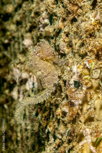 Seahorse Hippocampus taeniopterus photo