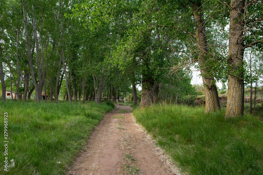 Fototapeta premium Forest in the village of Valvona de Teruel