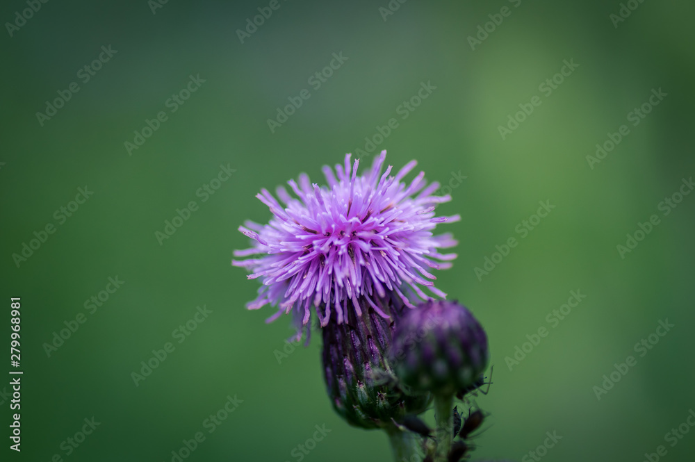 Detail of violet thistle blossom. Blurred background, Detail of violet thistle blossom. Blurred background,