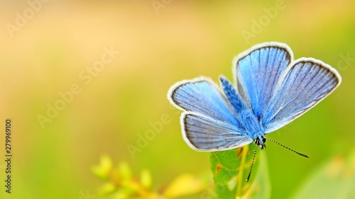 blue butterfly on a leaf of a tree