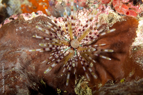 Banded sea urchin or double spined urchin, Echinothrix calamaris photo