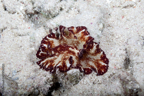 Sea slug, Discodoris boholiensis,known commonly as the Bohol discodoris photo