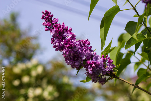 Branch beautiful Burgundy lilac with green leaves closeup.Purple lilac flowers. syringa photo