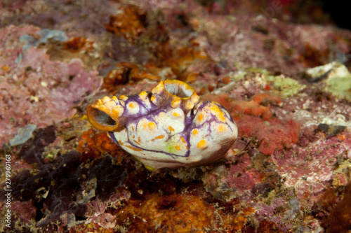 Sea squirt, tunicate, or ascidian living on the reef