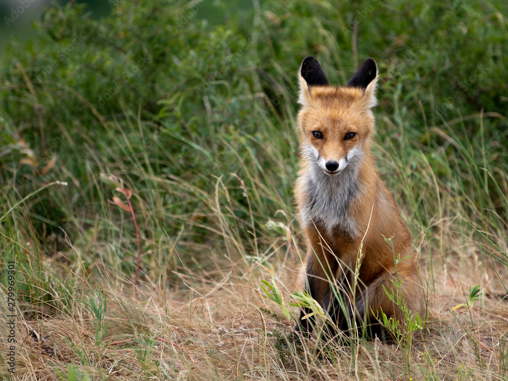 Naklejka premium young fox in the forest in the green grass