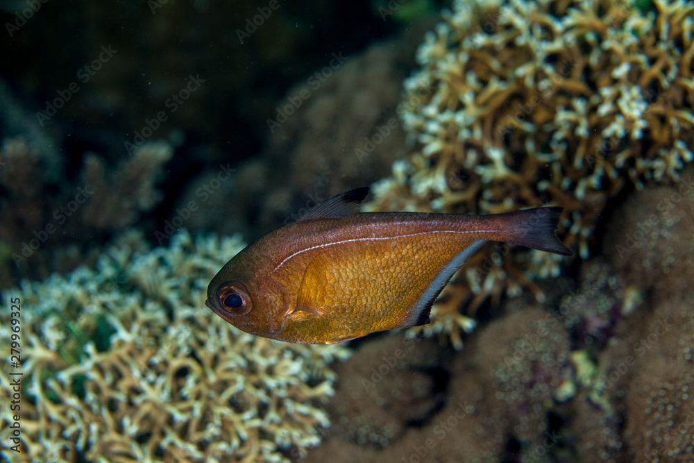Silver sweeper , pempheris oualensis Silver sweeper , pempheris oualensis