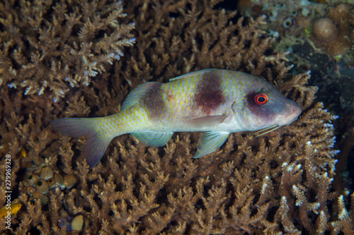 Doublebar goatfish , parupeneus bifasciatus photo