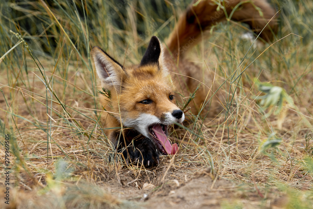 young fox in the forest in the green grass young fox in the forest in the green grass