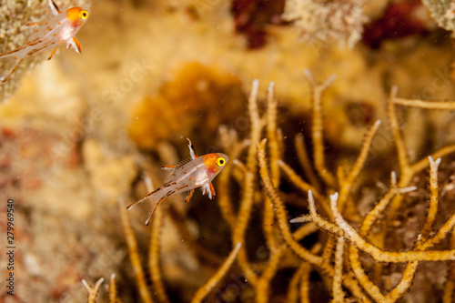 The lyretailed hogfish, or Bodianus anthiodes, is a species of wrasse from the genus Bodianus photo