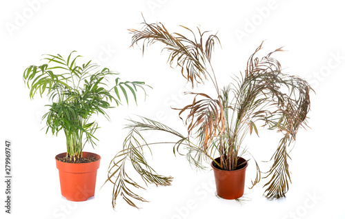 Canvas-taulu alive and dead plants